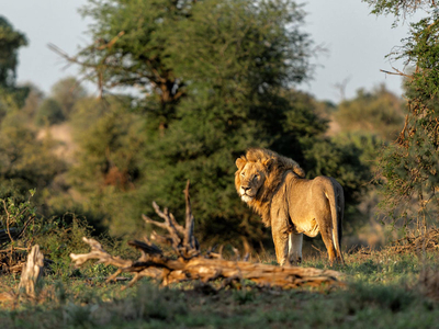 AfriCamps Dinokeng