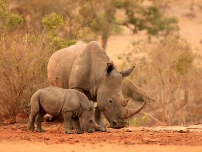 AfriCamps Dinokeng