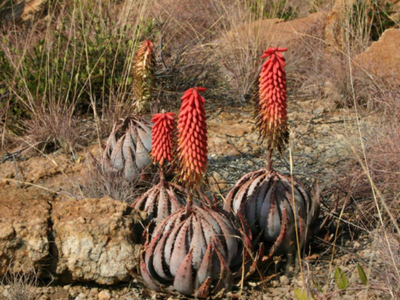 AfriCamps Dinokeng