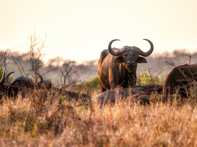 AfriCamps Dinokeng