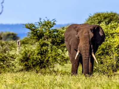 AfriCamps at Hoedspruit