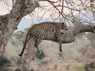 AfriCamps at Hoedspruit