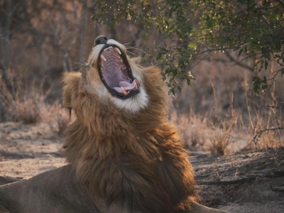 AfriCamps at Hoedspruit
