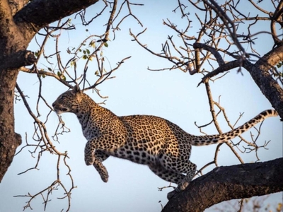 Africa on Foot