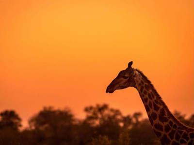 Africa on Foot