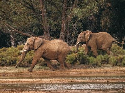 Aquila Private Game Reserve