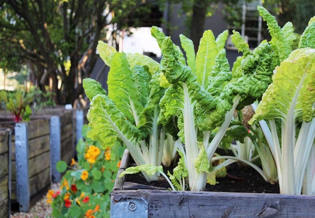 Arumvale in Swellendam