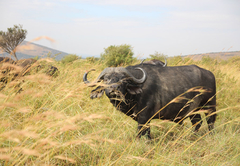 Babirwa Buffalo Villa