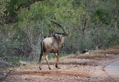 Baluleni Safari Lodge