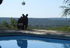 Balule Bushveld Safari Lodge