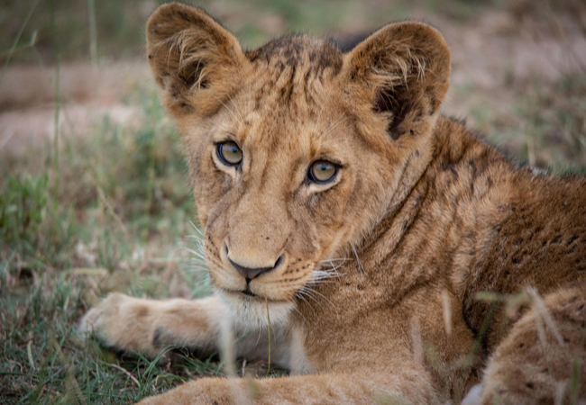 Bateleur Safari Camp