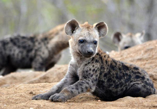Bateleur Safari Camp
