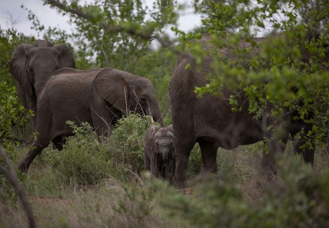 Bateleur Safari Camp