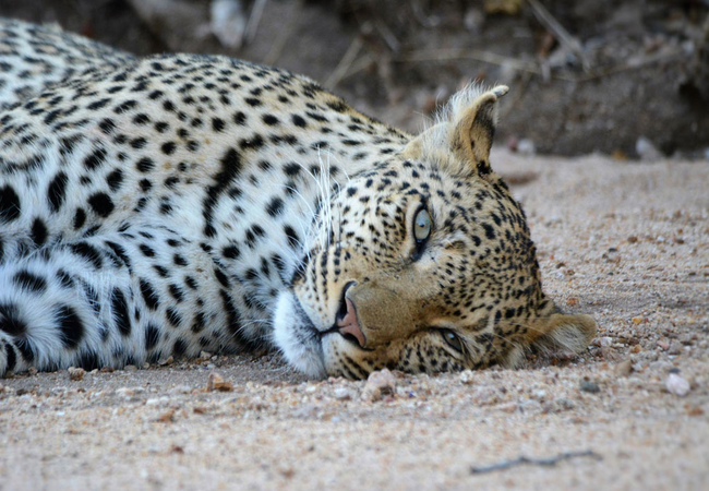 Bateleur Safari Camp
