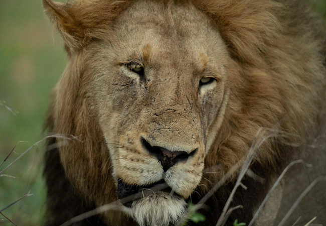 Bateleur Safari Camp