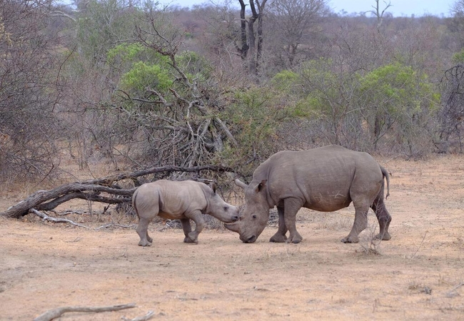 Bateleur Safari Camp