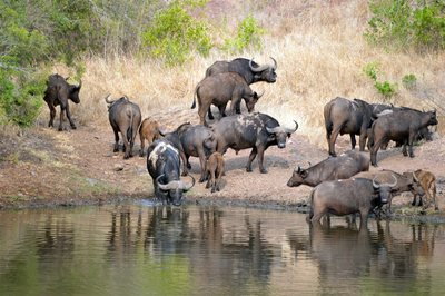 Bayala Game Lodge