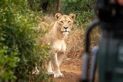 Bayala Game Lodge