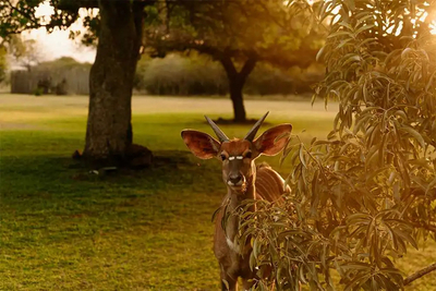 Bayala Game Lodge