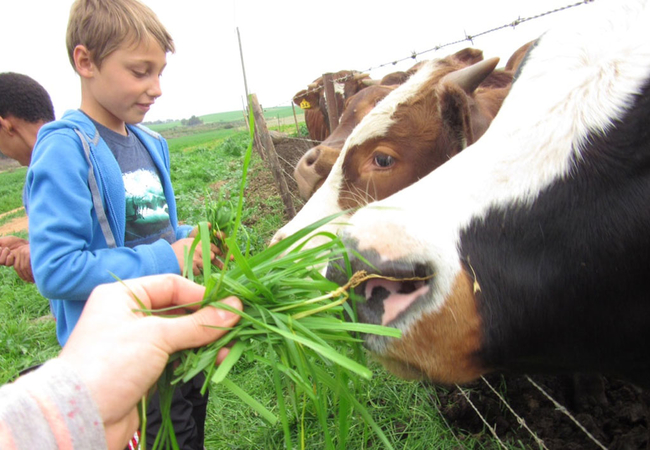 Blou Porselein Guestfarm