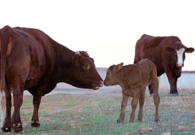 Blou Porselein Guestfarm