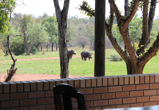 Blouwildebees Uitsig