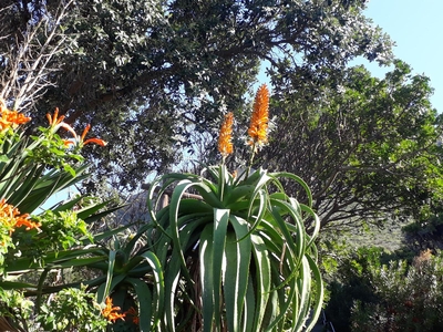 Bluebottle Guest House