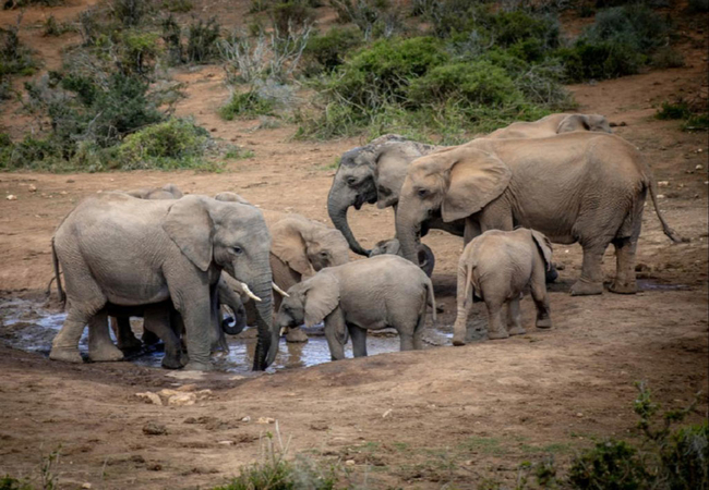 Addo Elephant Game drive