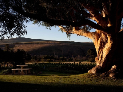 Blue Gum Country Estate