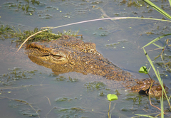 Bonamanzi Game Park