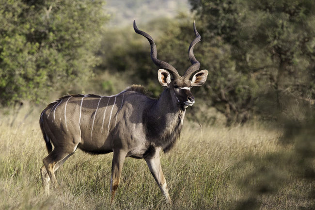 Bona Ntaba Tree House Lodge