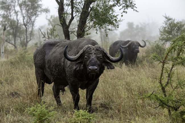 Bona Ntaba Tree House Lodge