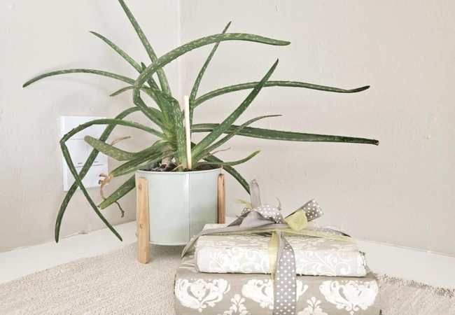 Superior Ostrich Room