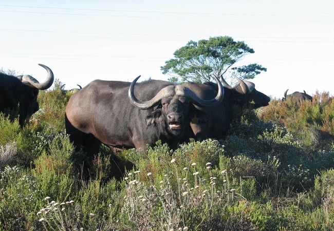 Wildlife Cape Buffalo