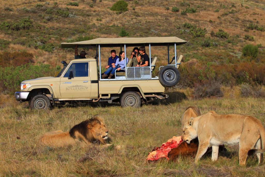 botlierskop safari south africa