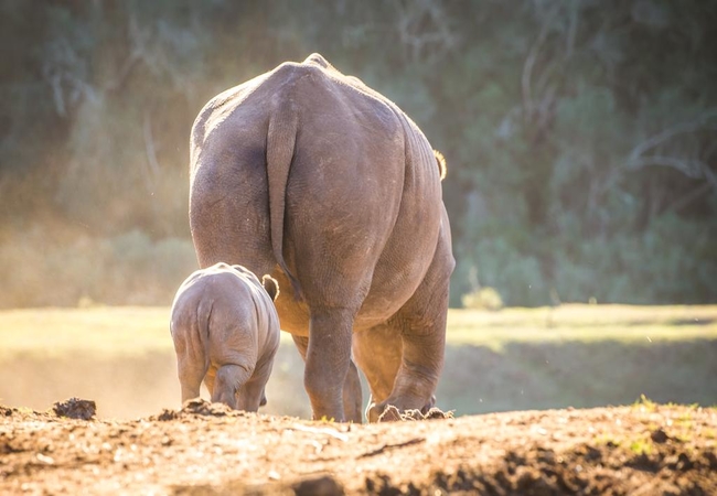 Rhino Mom and baby