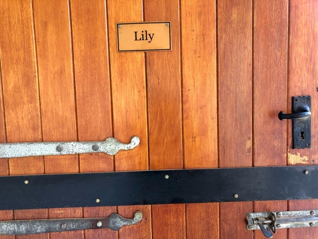 Lily Room