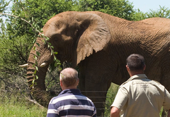 Buffalo Thorn Lodge