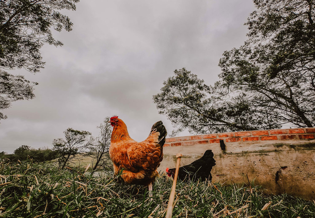 Free range chickens