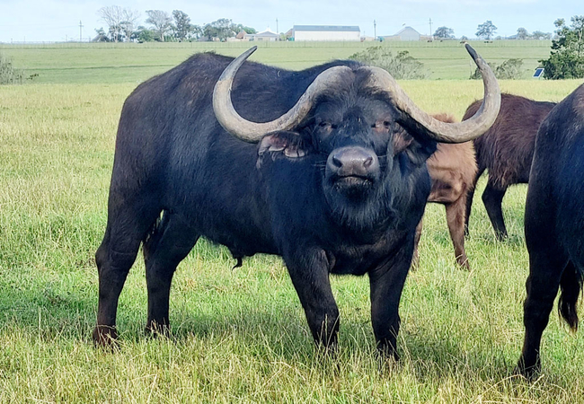Buffalo Stud