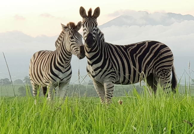 Zebras