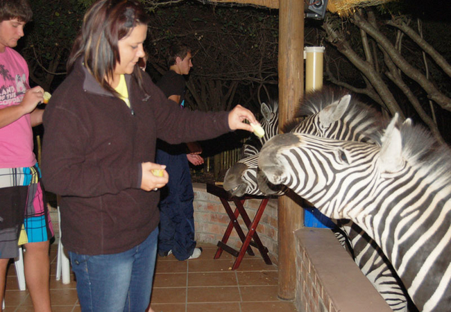 Zebras visiting Bush lodge