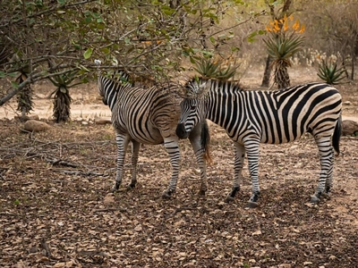 Bushveld Villa