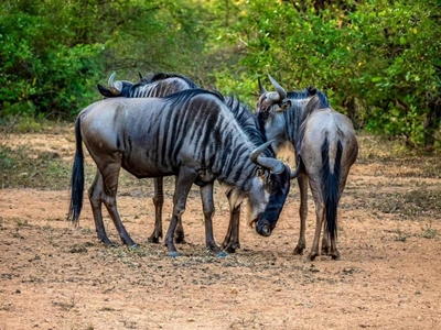 Bushveld Villa