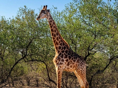 Bushveld Villa