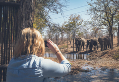 Observing Elephants from Camp
