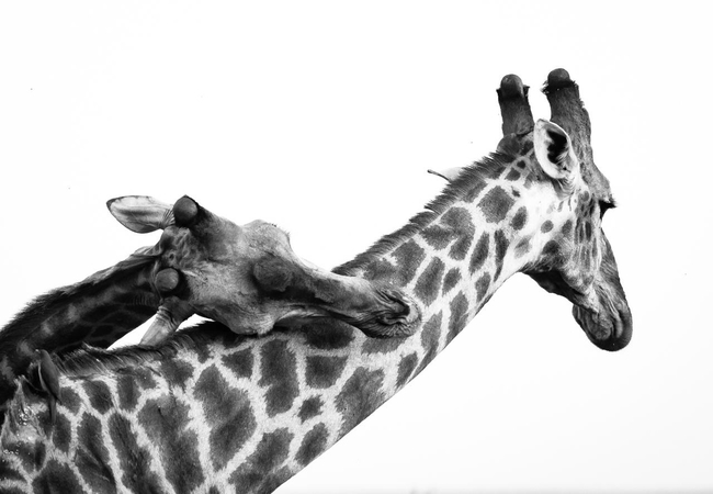 Giraffe in Maseke Game Reserve