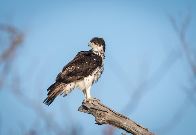 African Hawk Eagle