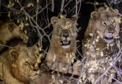 Lions in Maseke Game Reserve