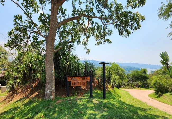 Coral Tree @ DaGama Lake